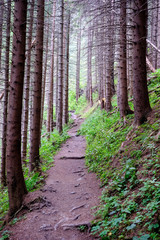 Obraz premium hiking trail in tatra mountains in Slovakia