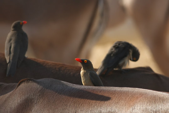 Trio of red-billed oxpeckers (Buphagus erythrorhynchus) is sitting on backes of impalas (Aepyceros melampus)