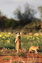 The meerkat or suricate (Suricata suricatta) is keeping watch in typical position with yellow flowers and green grass in background after rain in the desert and with red sand in foreground