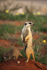 Naklejka na ściany i meble The meerkat or suricate (Suricata suricatta) is keeping watch in typical position close to their holes in desert