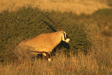 The gemsbok or gemsbuck (Oryx gazella) is walking from bush to grassland during sunrise in...