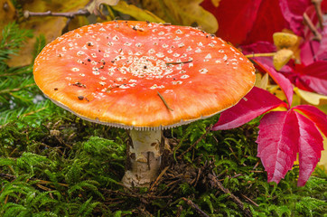 Fly agaric. Amanita muscaria. Mushroom with red hat close-up.