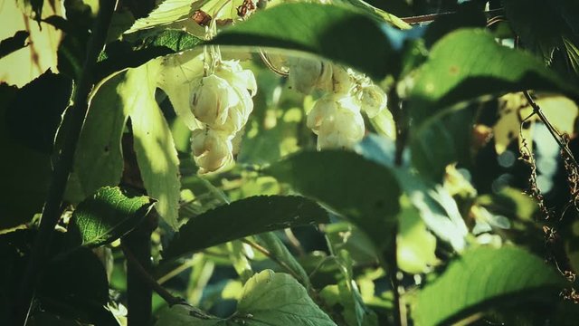 Humulus lupulus hops growing