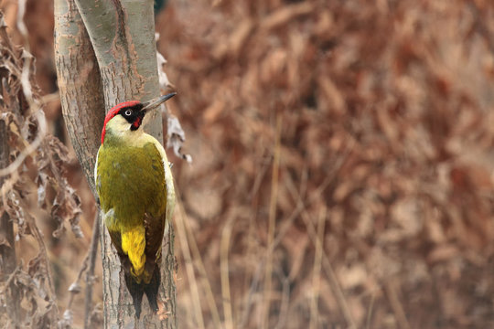 The European green woodpecker (Picus viridis) is sitting on tree trunk in typical position with brown background in the middle of automn