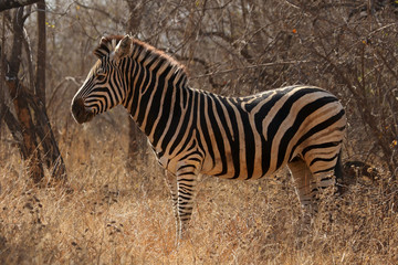 Fototapeta na wymiar The Chapman's zebra (Equus quagga chapmani) is standing in the yellow dry grass with bush in background