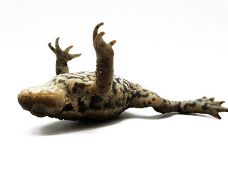 Frosch auf dem Rücken freigestellt auf weißem Hintergrund