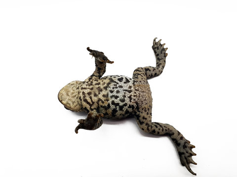 Frosch auf dem R&uuml;cken freigestellt auf wei&szlig;em Hintergrund