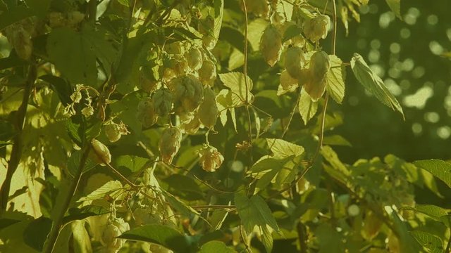 Humulus lupulus hops growing