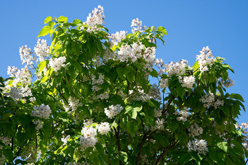 Белое на голубом