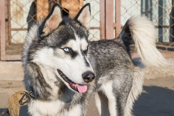 Husky dog ​​with blue eyes
