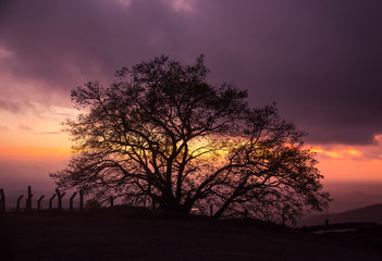 Lonely Tree At The Top Of The Mountain At Sunset