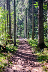 hiking trail in the woods