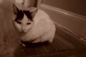 Close up portrait of a white cat with Black spots in Sepia tone