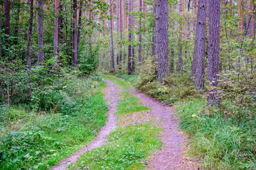 hiking trail in the woods