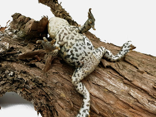 Frosch auf dem Rücken liegend auf Baumstamm