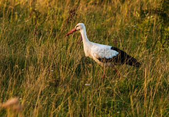 Stork hunting in grass at sunset