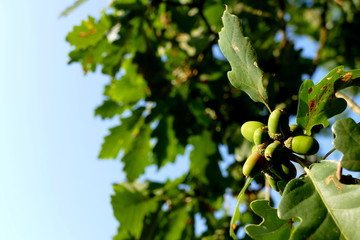 Autumnal oak with acorns