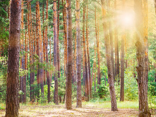 forest trees backlit by golden sunlight before sunset with sun rays pouring through trees on forest floor illuminating tree branches