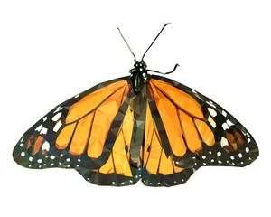 Vector illustration of low poly butterfly. Geometric polygonal butterfly silhouette. Butterfly triangles low poly vector.