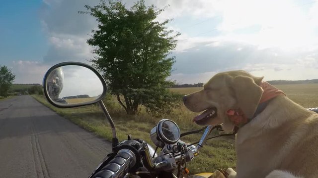 Labrador dog rides in motorcycle with her owner, gopro side cam