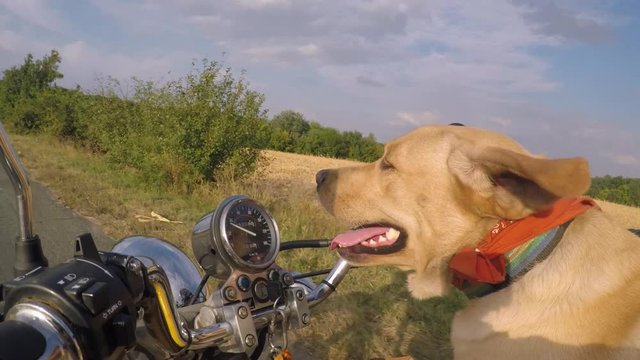 Learned Labrador dog rides in motorcycle with her owner, gopro side cat at sunset