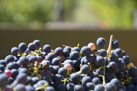 Vendemmia, Settembre, Italia