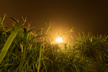 wild meadow-grass at flower bed foggy night swedish garden at countryside with soft dim light late...