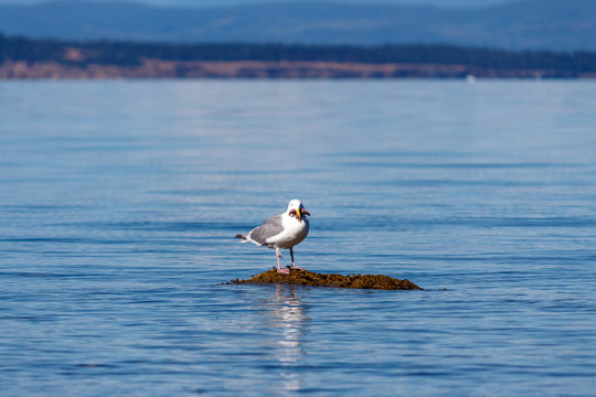 M&ouml;we frisst Seestern