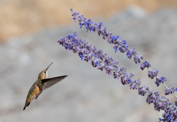 Caliope hummingbird feeding on purple sage with blurred background