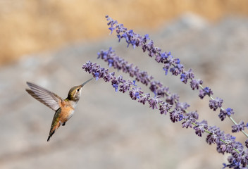 Caliope hummingbird feeding on purple sage with blurred background