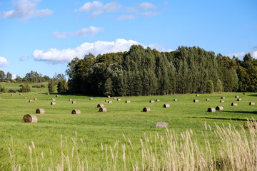 Fototapeta na wymiar rolls of hay laying in distant field