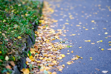 yellow tree leaves laying on asphalt in autumn