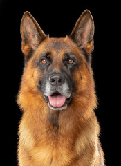 German Shepherd Dog  Isolated  on Black Background in studio