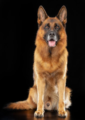 German Shepherd Dog  Isolated  on Black Background in studio