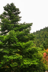 Pine tree forest of mount Taygetus. Peloponnese region, southern Greece.