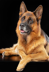 German Shepherd Dog  Isolated  on Black Background in studio