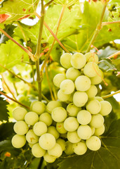 BUNCH OF GREEN GRAPES HOLDING IN THE VINEYARD ALMOST GROWN TO BE HARVESTED IN THE AUTUMN