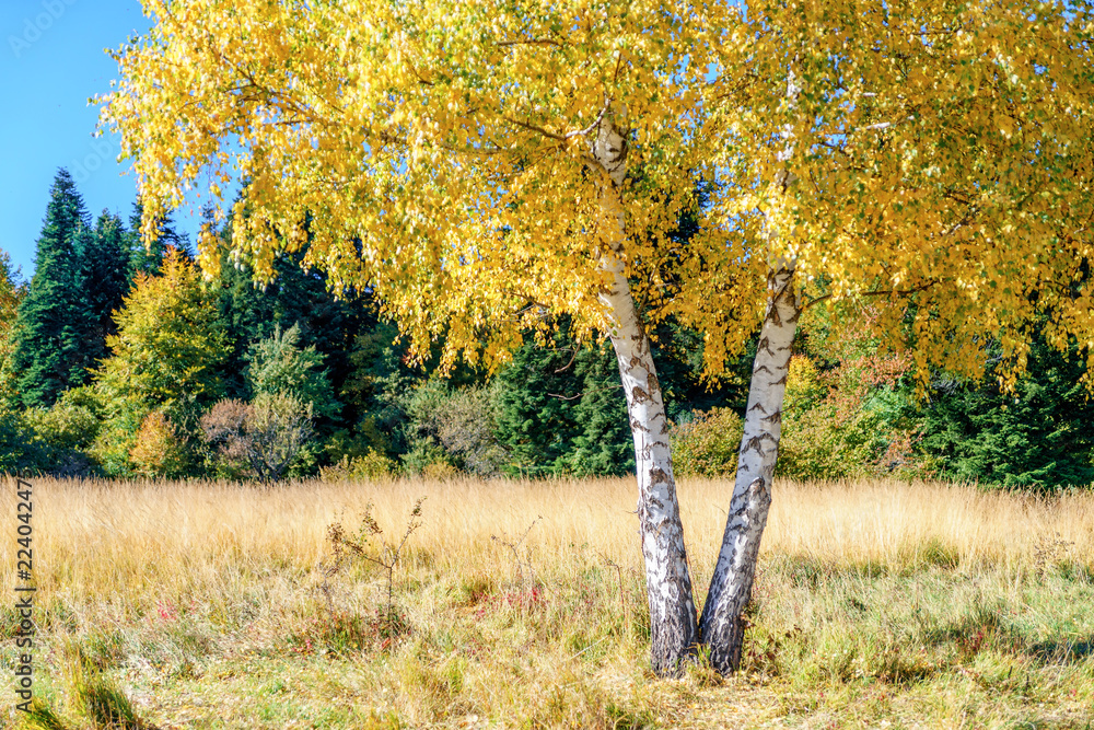 Wall mural Scenic golden autumn sunny day countryside landscape with two trunk yellow birch tree on forest glade under blue sky. West Caucasus