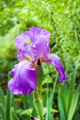 Purple iris flower closeup on green garden background