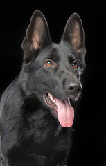 German Shepherd Dog  Isolated  on Black Background in studio