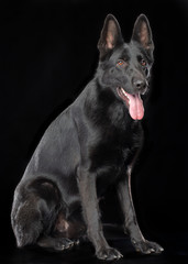 German Shepherd Dog  Isolated  on Black Background in studio