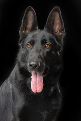 German Shepherd Dog  Isolated  on Black Background in studio