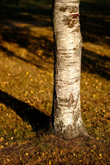 birch trees with yellow and green leaves in autumn