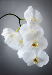 Fototapeta na wymiar The Orchid