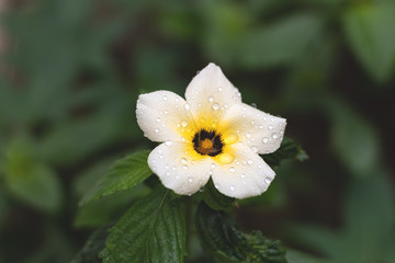 Flor Branca