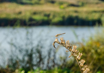 Dragonfly on a branch of a dried flower against a lake