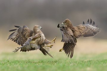 Fight in the meadow/Common Buzzard