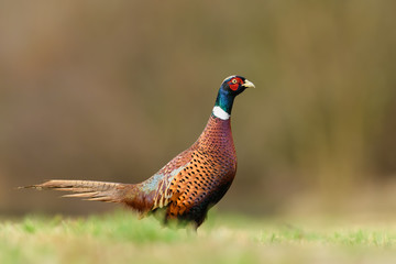 In the midday sun/Common Pheasant