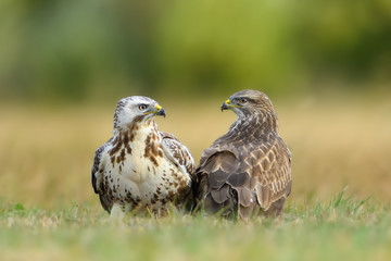 in the meadow / Common Buzzard