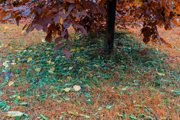 Сrumbling leaves under the tree with inverted color